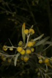 Artemisia absinthium 'Lambrook Silver' RCP7-06 377.jpg